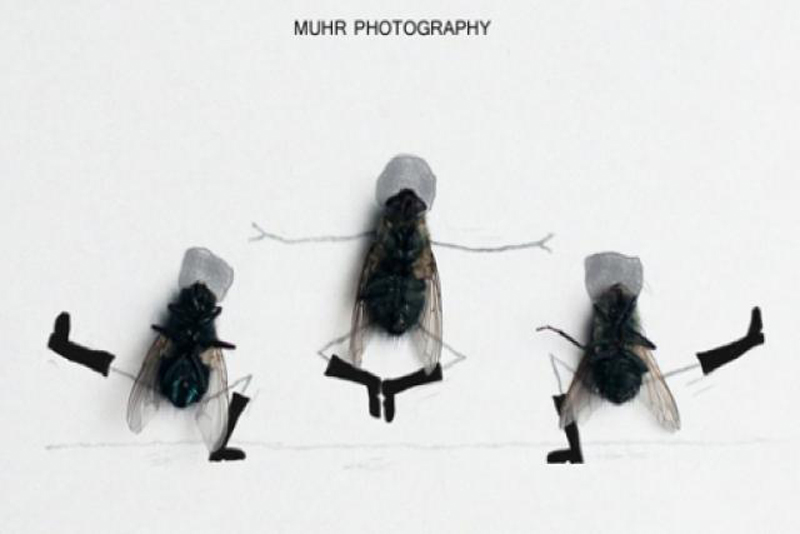 Magnus Muhr и его мухи